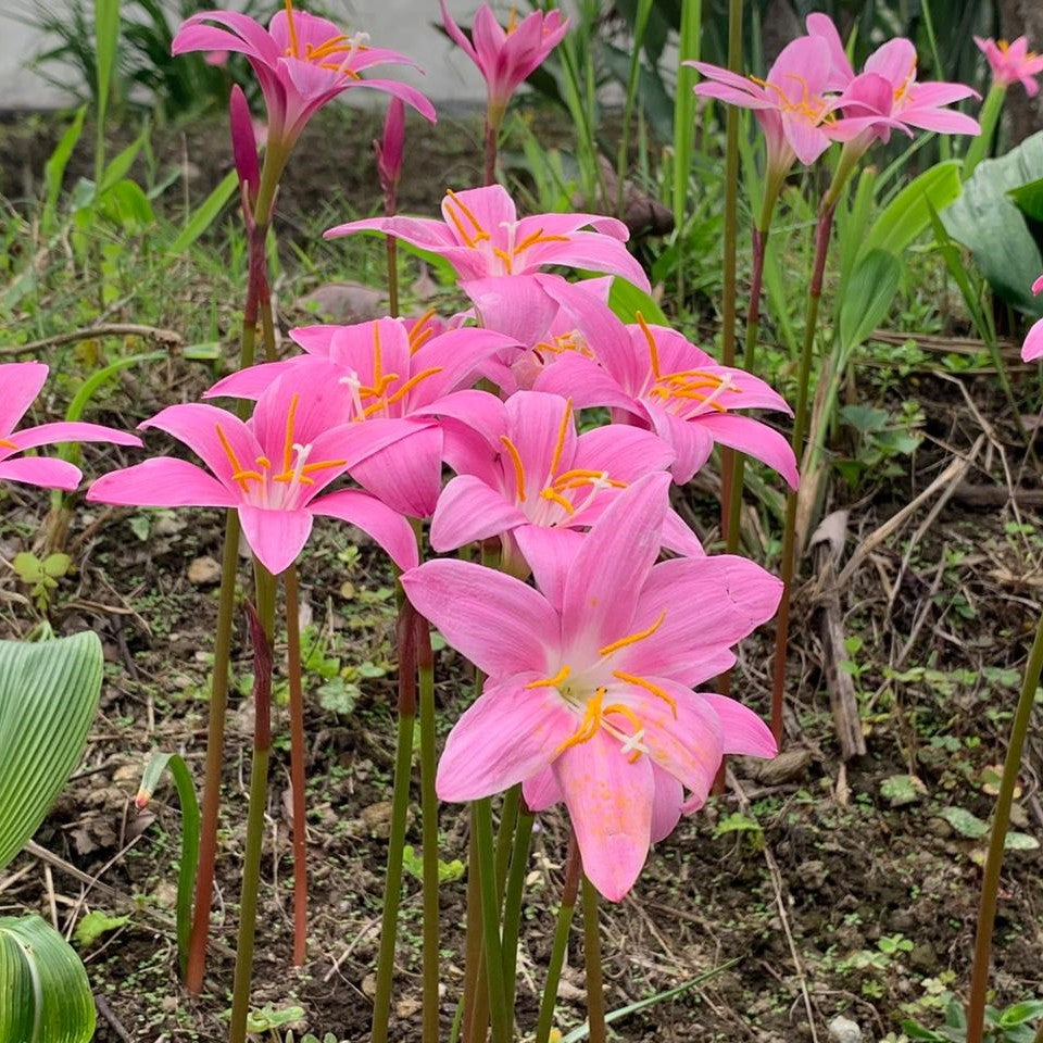  Rain Lily 'Robusta' (Bulbs)