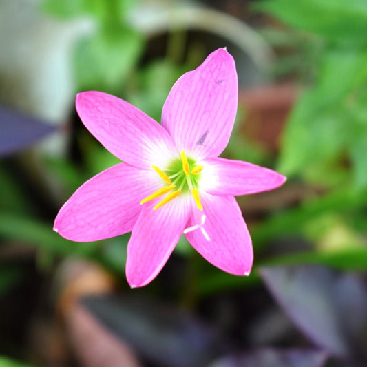  Rain Lily 'Rosea' (Bulbs)
