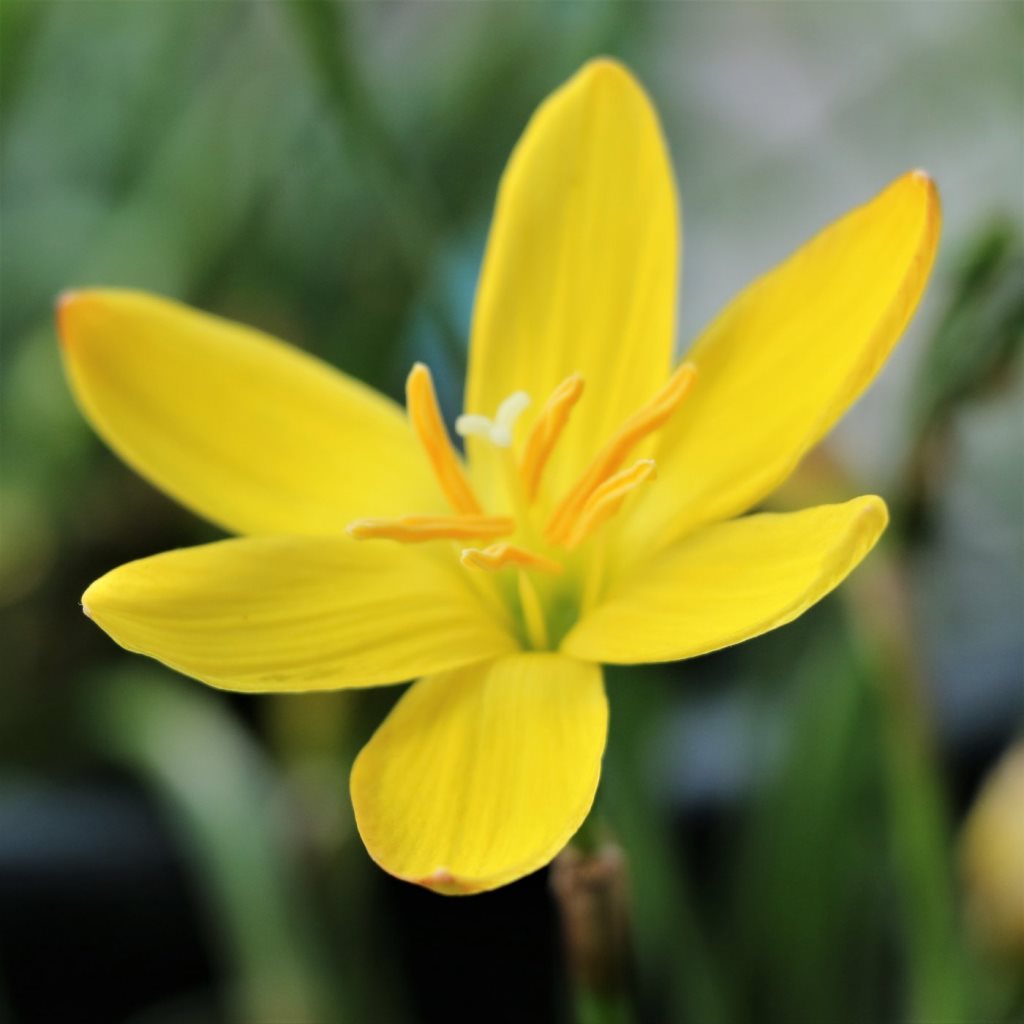  Rain Lily 'Sulphurea' (Bulbs)